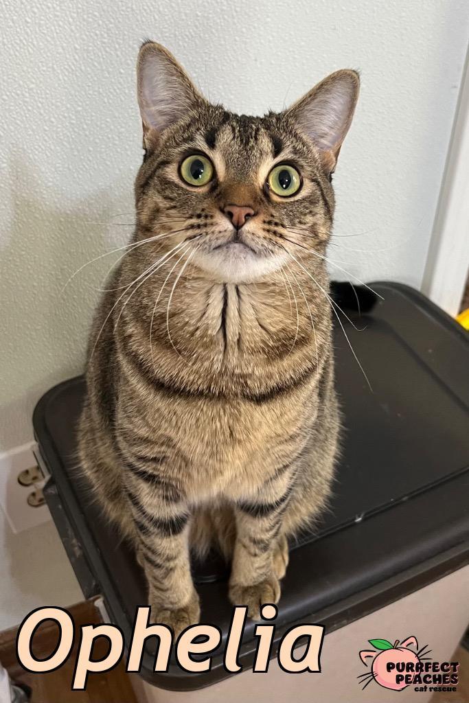 Enlarge Ophelia, a Adoptable mixed breed in Douglasville, GA image 4/6