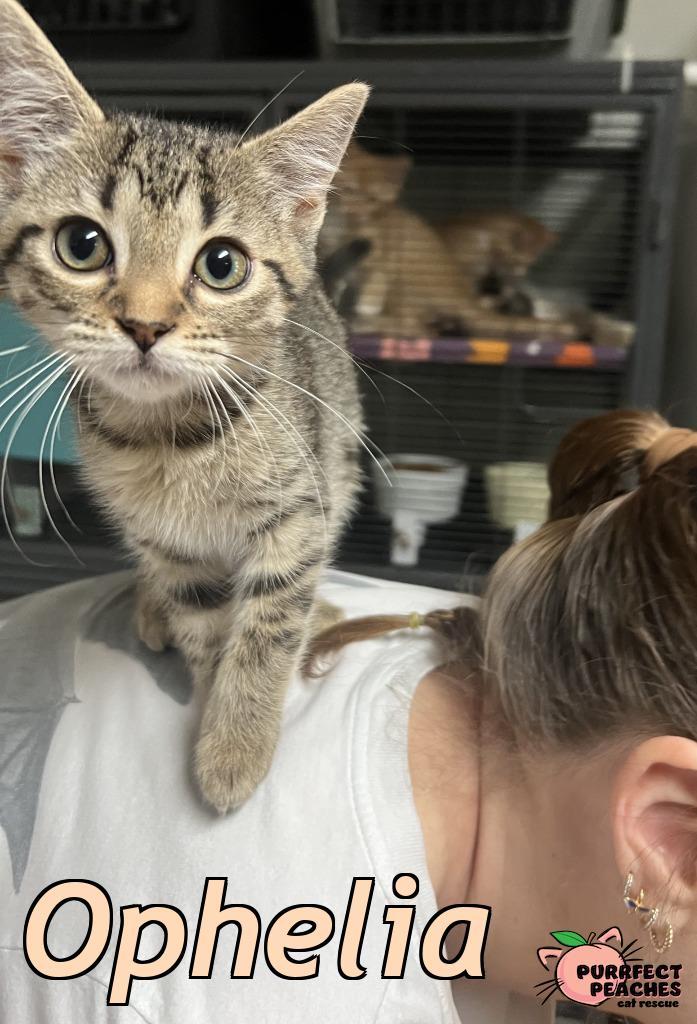 Enlarge Ophelia, a Adoptable mixed breed in Douglasville, GA image 5/6