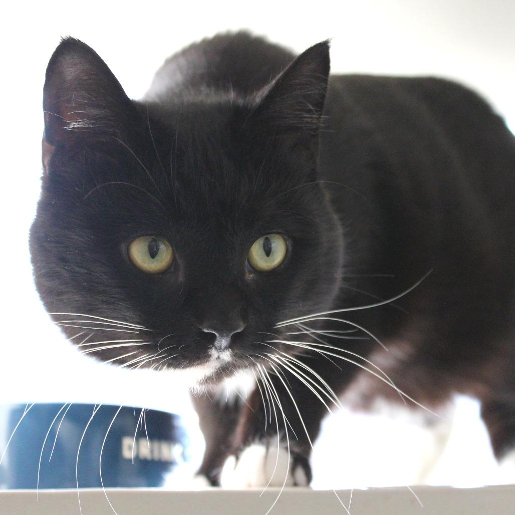 Enlarge Marston, a Adoptable Domestic Short Hair in Gloucester, VA image 1/3