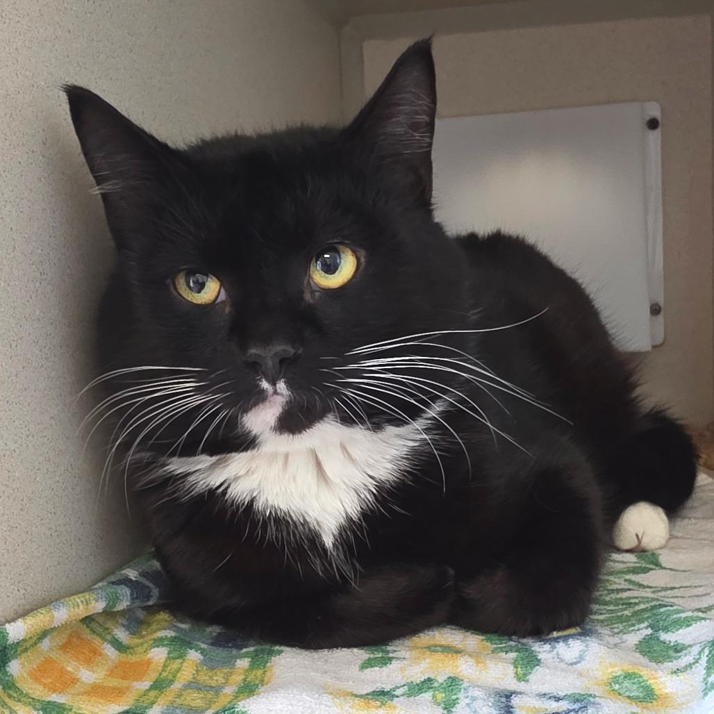 Enlarge Marston, a Adoptable Domestic Short Hair in Gloucester, VA image 2/3