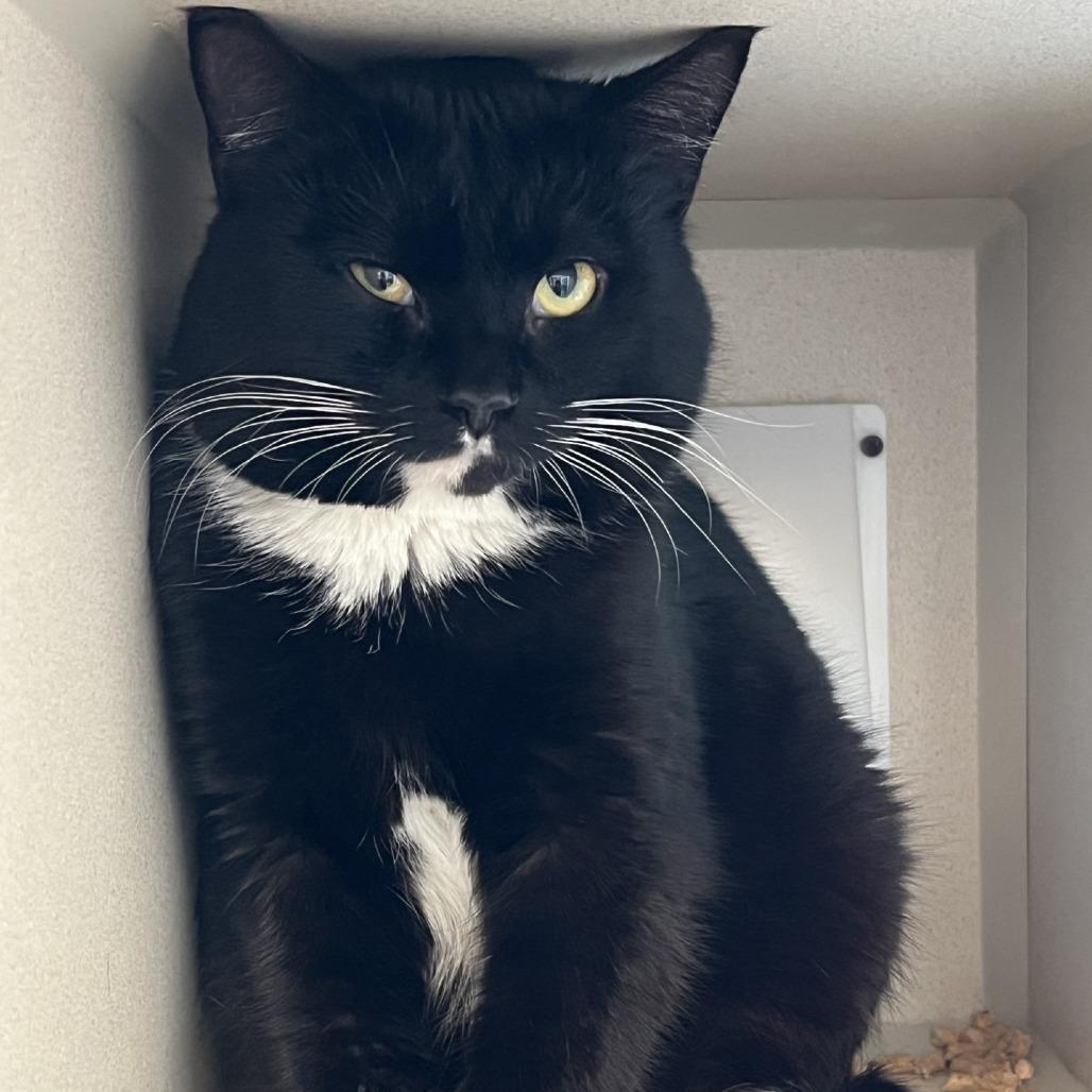 Enlarge Marston, a Adoptable Domestic Short Hair in Gloucester, VA image 3/3