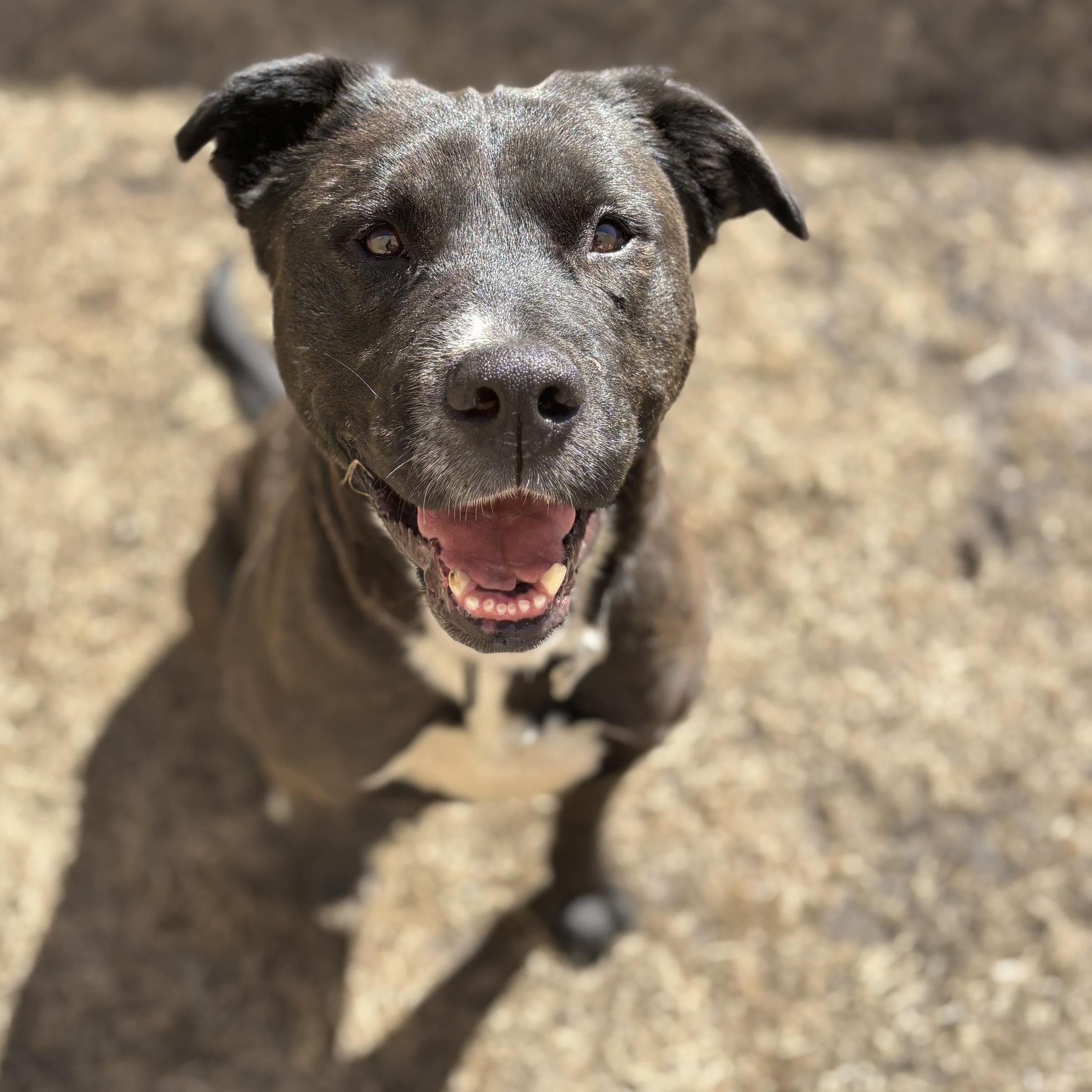 Enlarge Turbo, a Adoptable mixed breed in Grand Forks, ND image 1/4