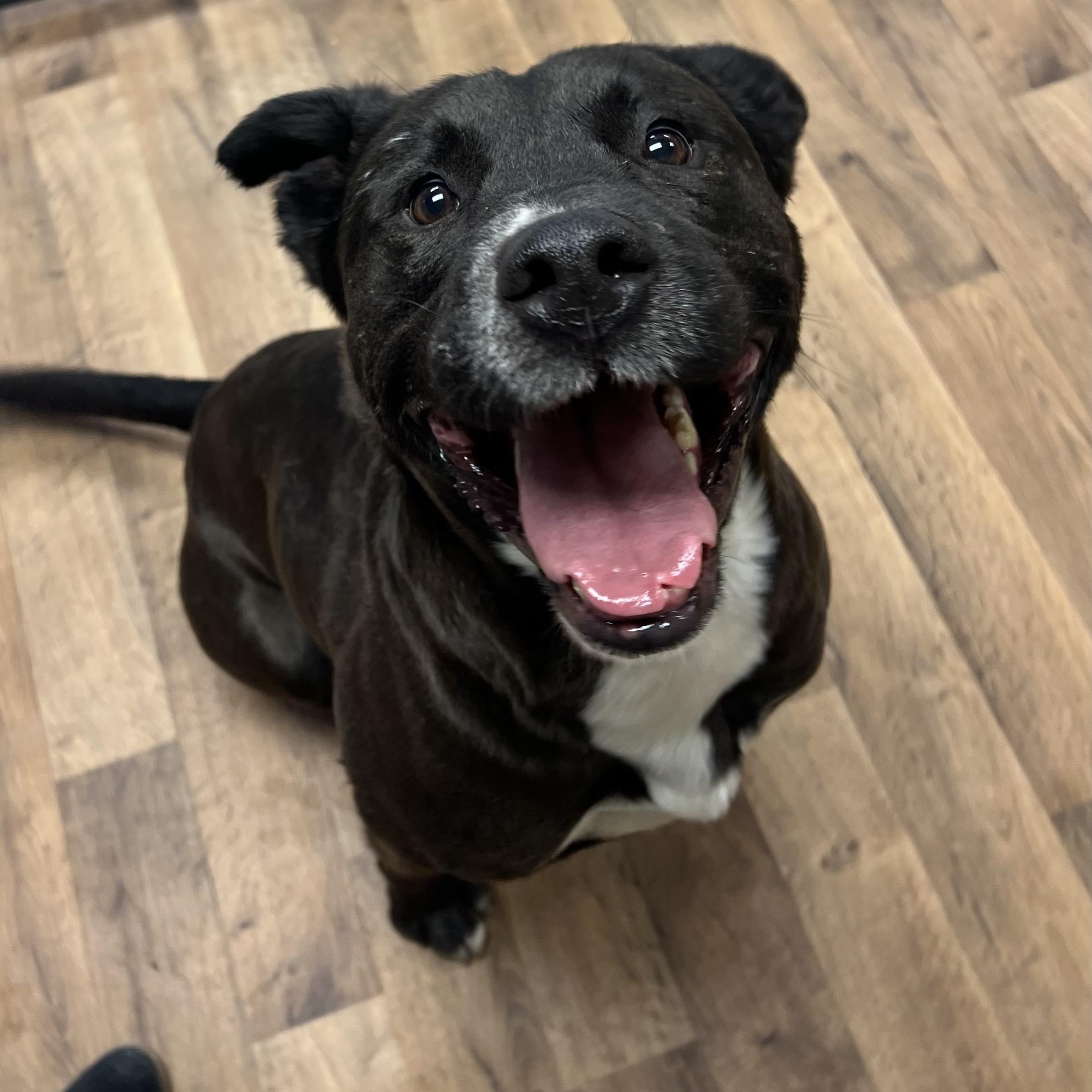 Enlarge Turbo, a Adoptable mixed breed in Grand Forks, ND image 3/4