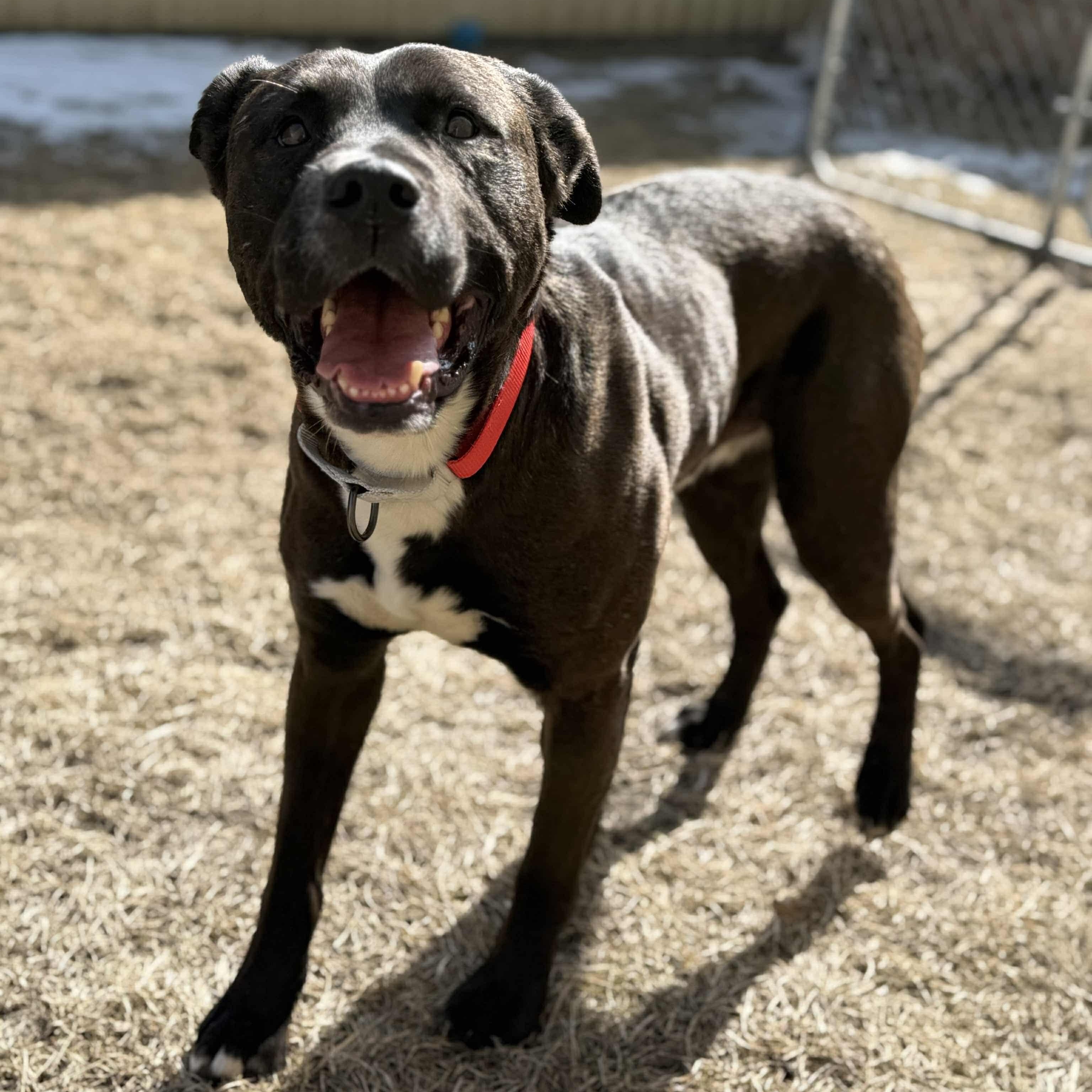 Enlarge Turbo, a Adoptable mixed breed in Grand Forks, ND image 4/4