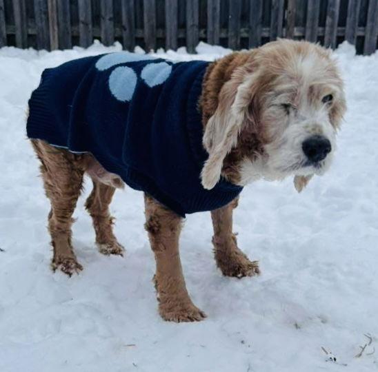 Chestnut thumbnail 2