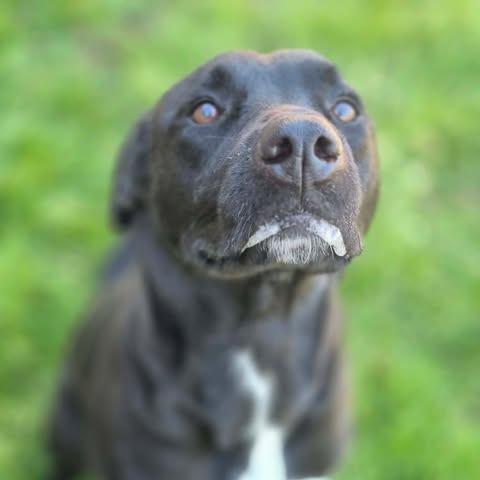 Dixie, Adoptable, Adult Female Black Labrador Retriever & Pit Bull Terrier.