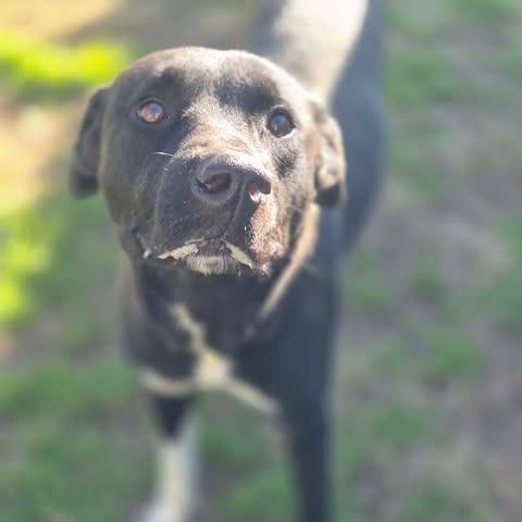 Enlarge Dixie, a Adoptable mixed breed in Dover, AR image 2/3