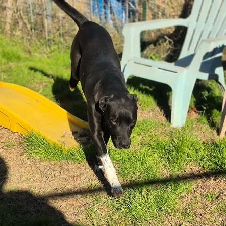 Enlarge Dixie, a Adoptable mixed breed in Dover, AR image 3/3