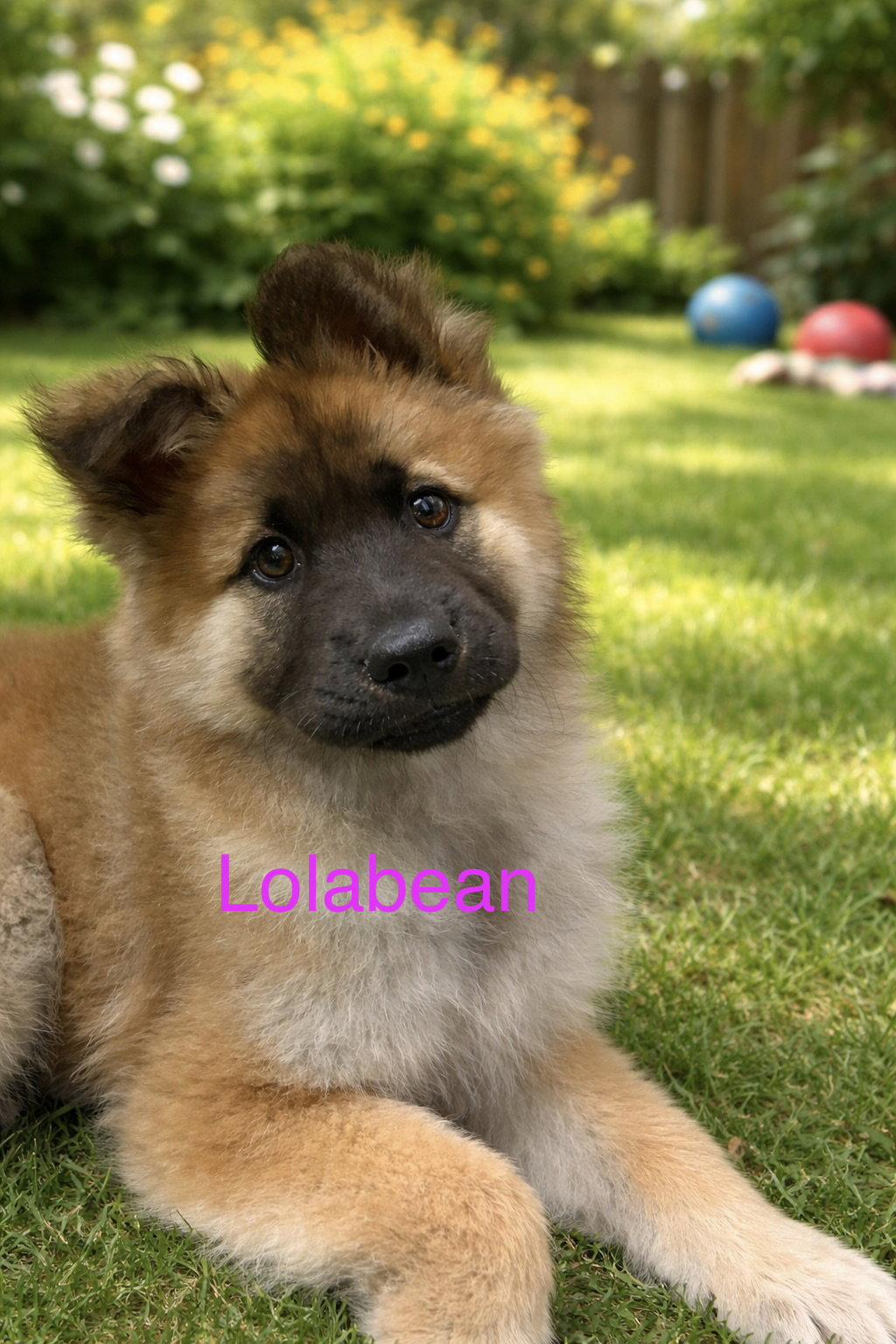Lolabean, Adopted, Young Female Chow Chow & Shepherd.