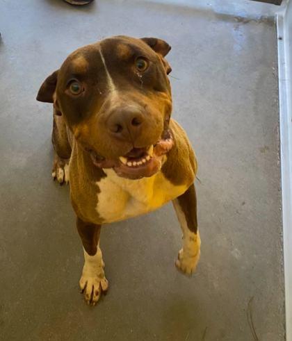 MACY, Young Female Mixed Breed