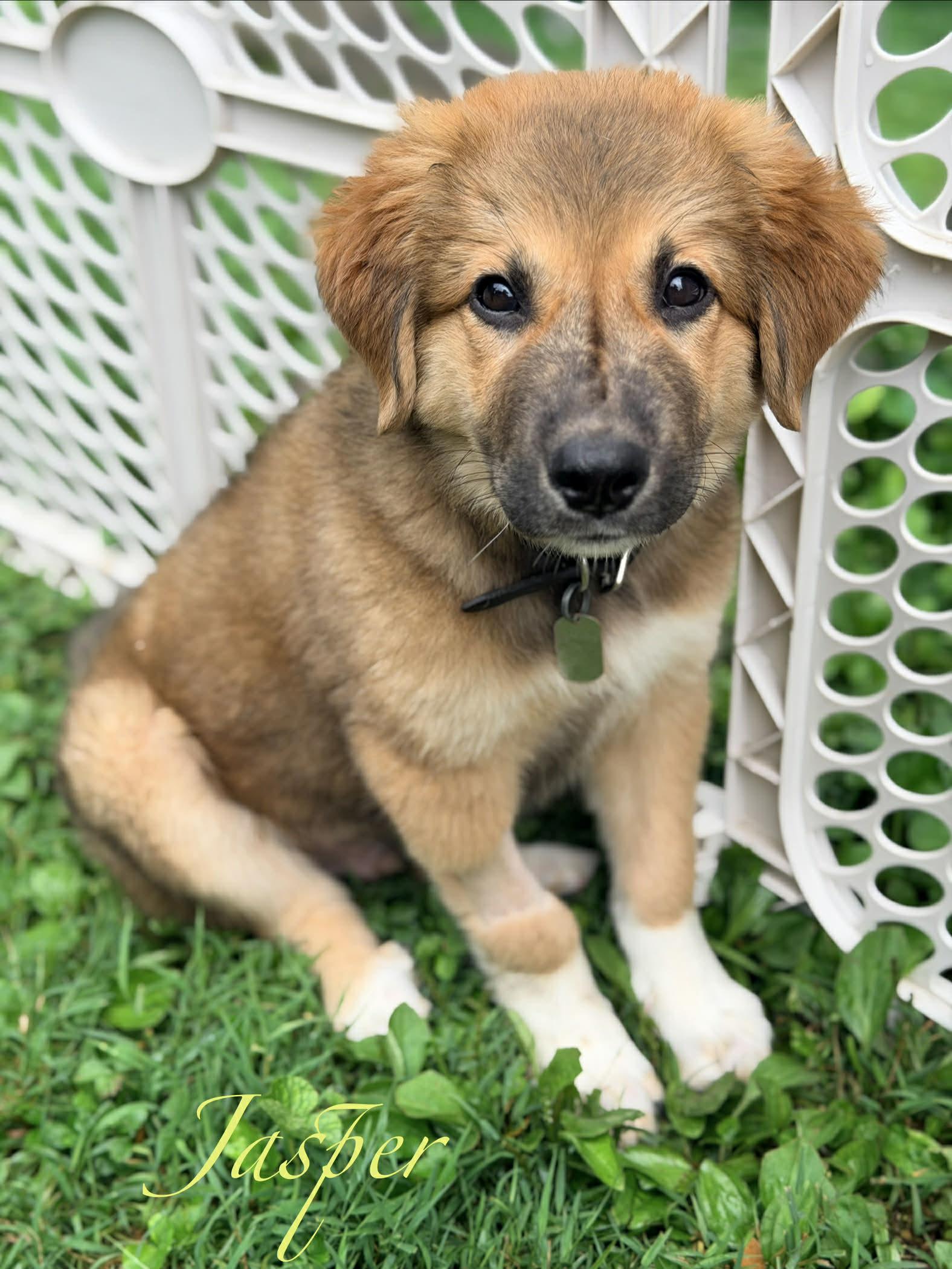 Jasper, a ADOPTABLE mixed breed in Berwick, ME image 1/2