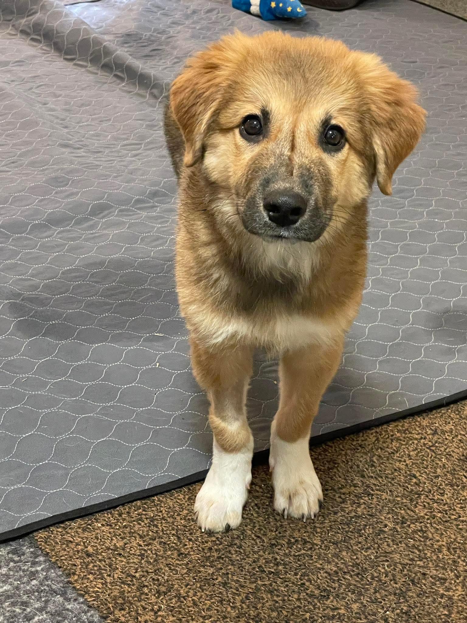 Jasper, a ADOPTABLE mixed breed in Berwick, ME image 2/2