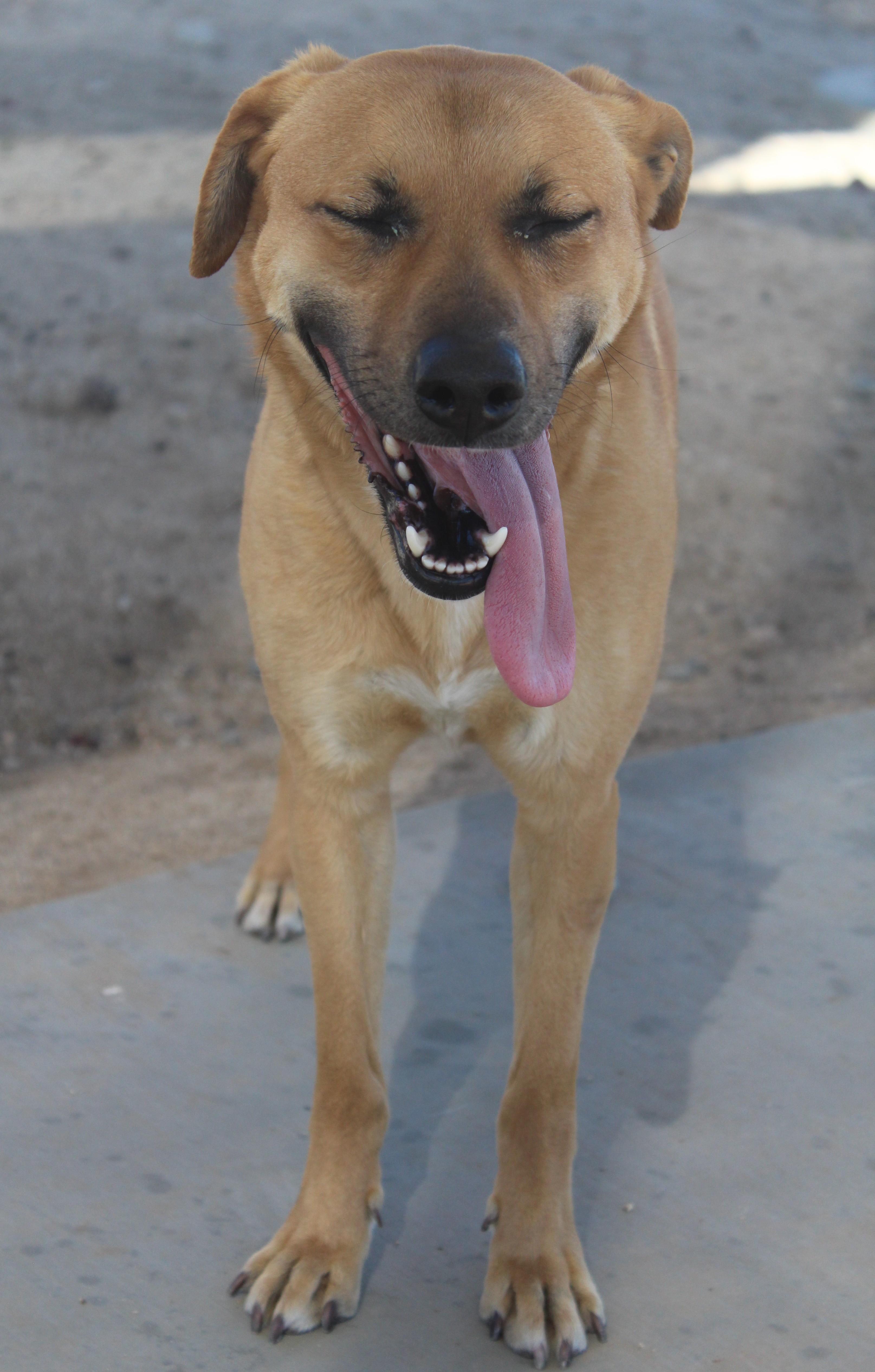 Enlarge Daisy [Solo Dog], an adoptable mixed breed in Yucca Valley, CA image 3/6