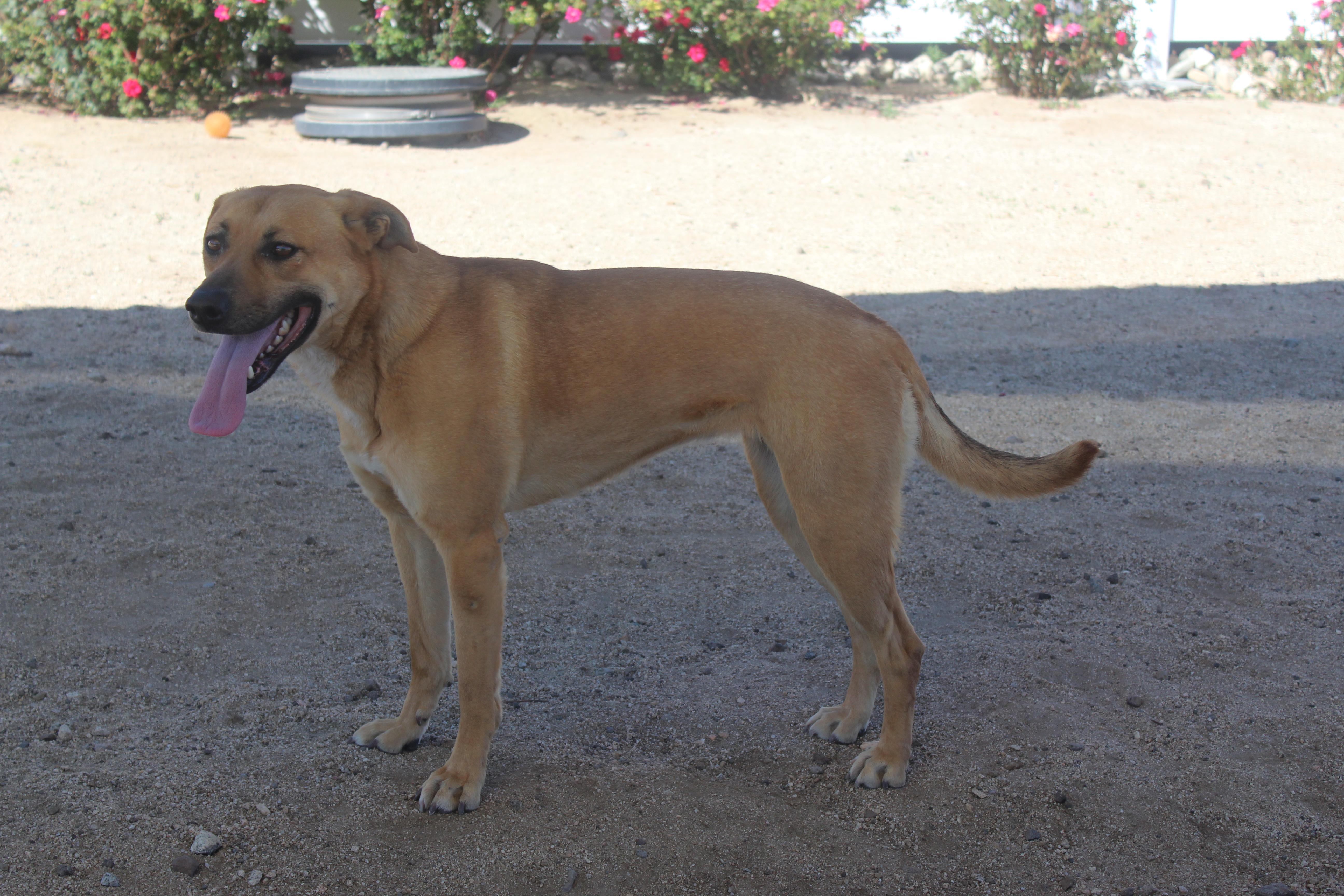 Enlarge Daisy [Solo Dog], an adoptable mixed breed in Yucca Valley, CA image 5/6
