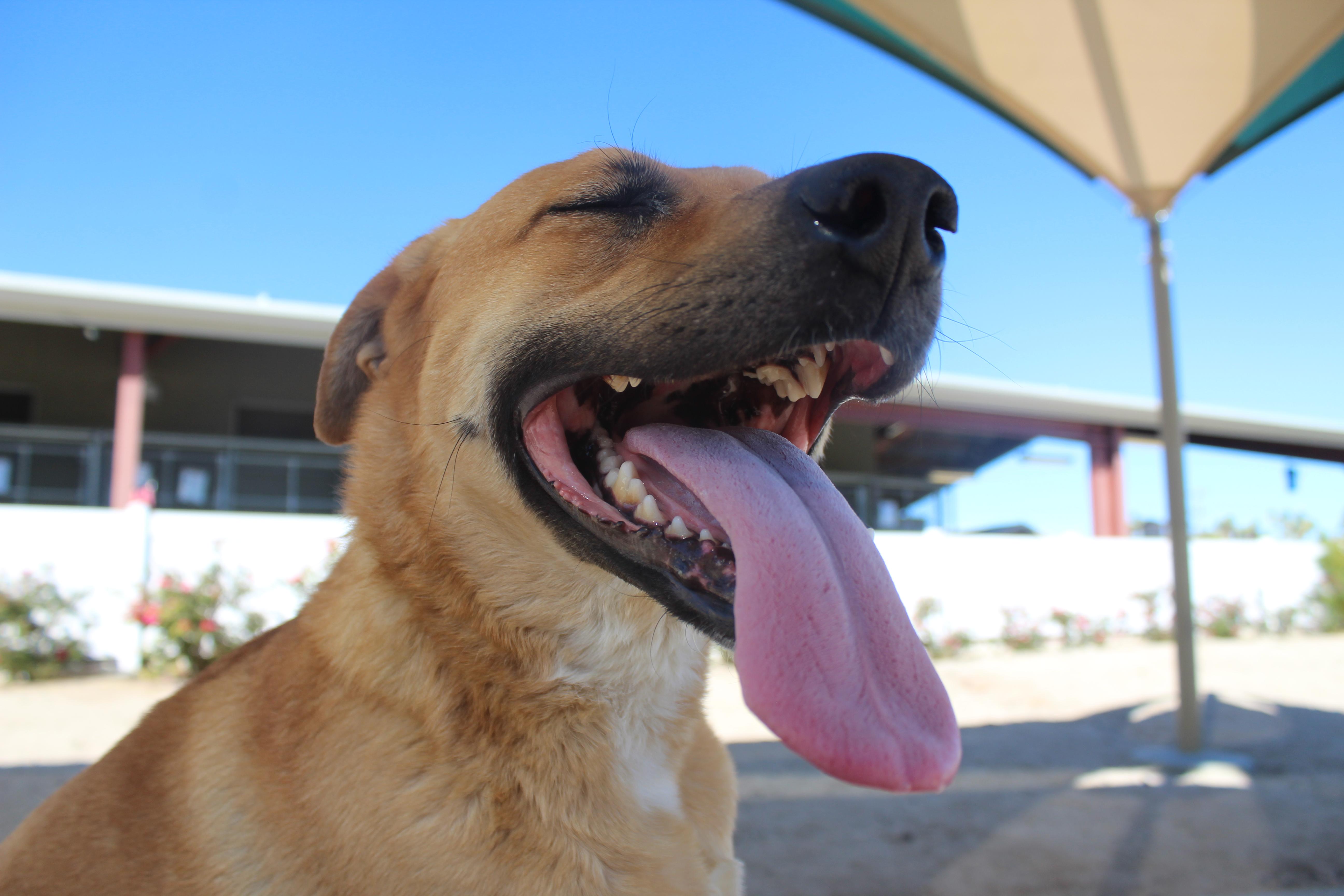Enlarge Daisy [Solo Dog], an adoptable mixed breed in Yucca Valley, CA image 4/6
