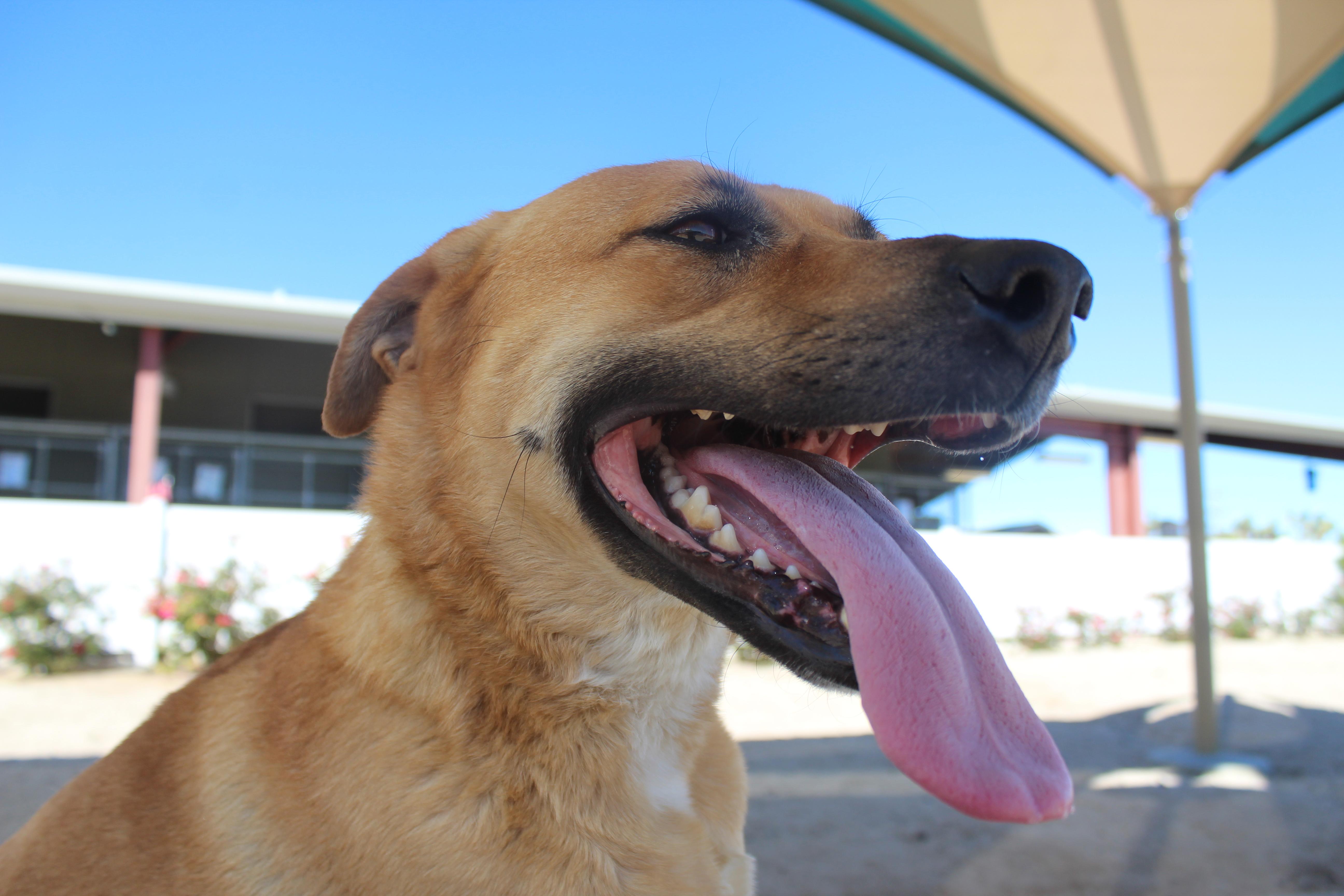 Enlarge Daisy [Solo Dog], an adoptable mixed breed in Yucca Valley, CA image 6/6