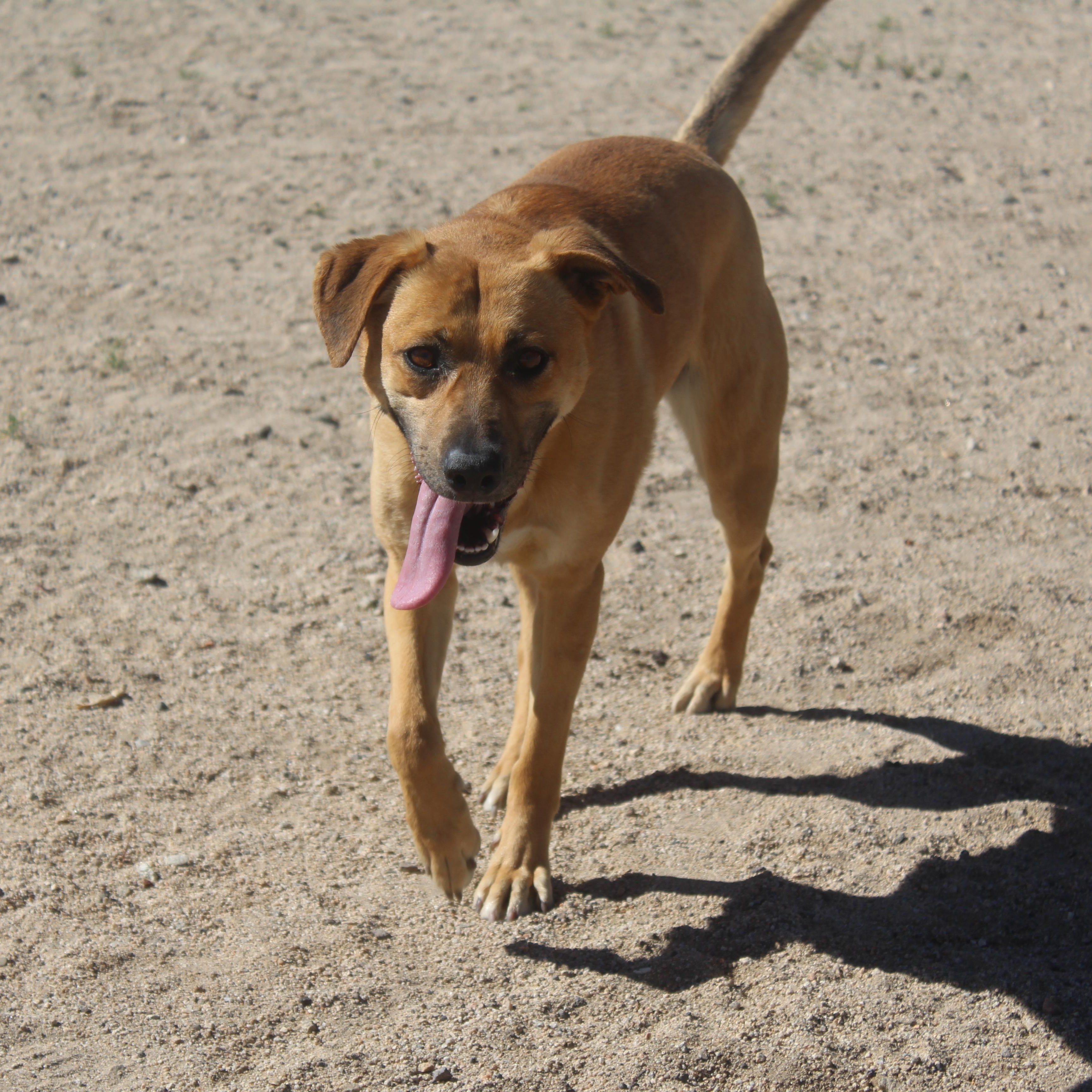 Enlarge Daisy [Solo Dog], an adoptable mixed breed in Yucca Valley, CA image 2/6