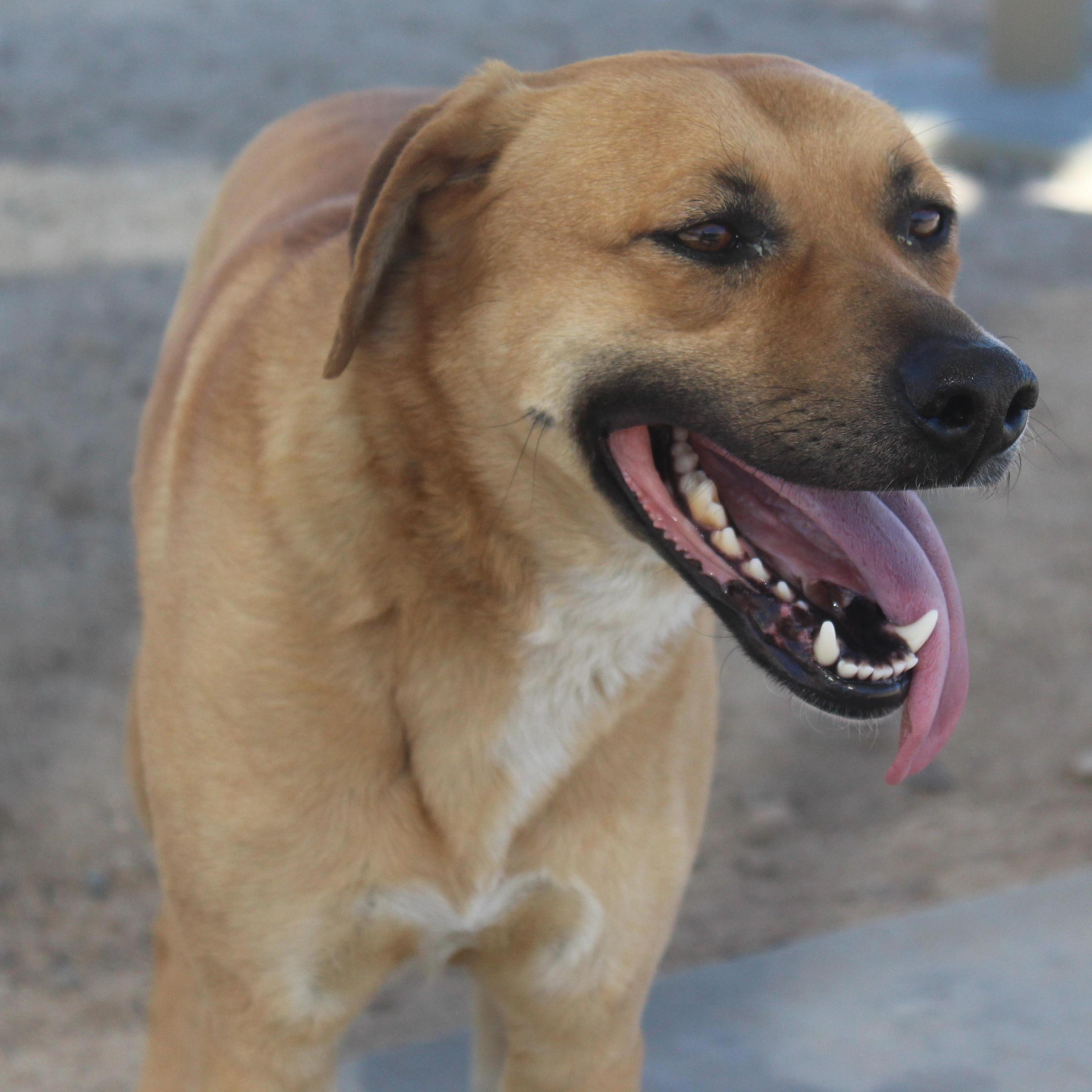Daisy [Solo Dog], adoptable, Adult Female Hound & Labrador Retriever.