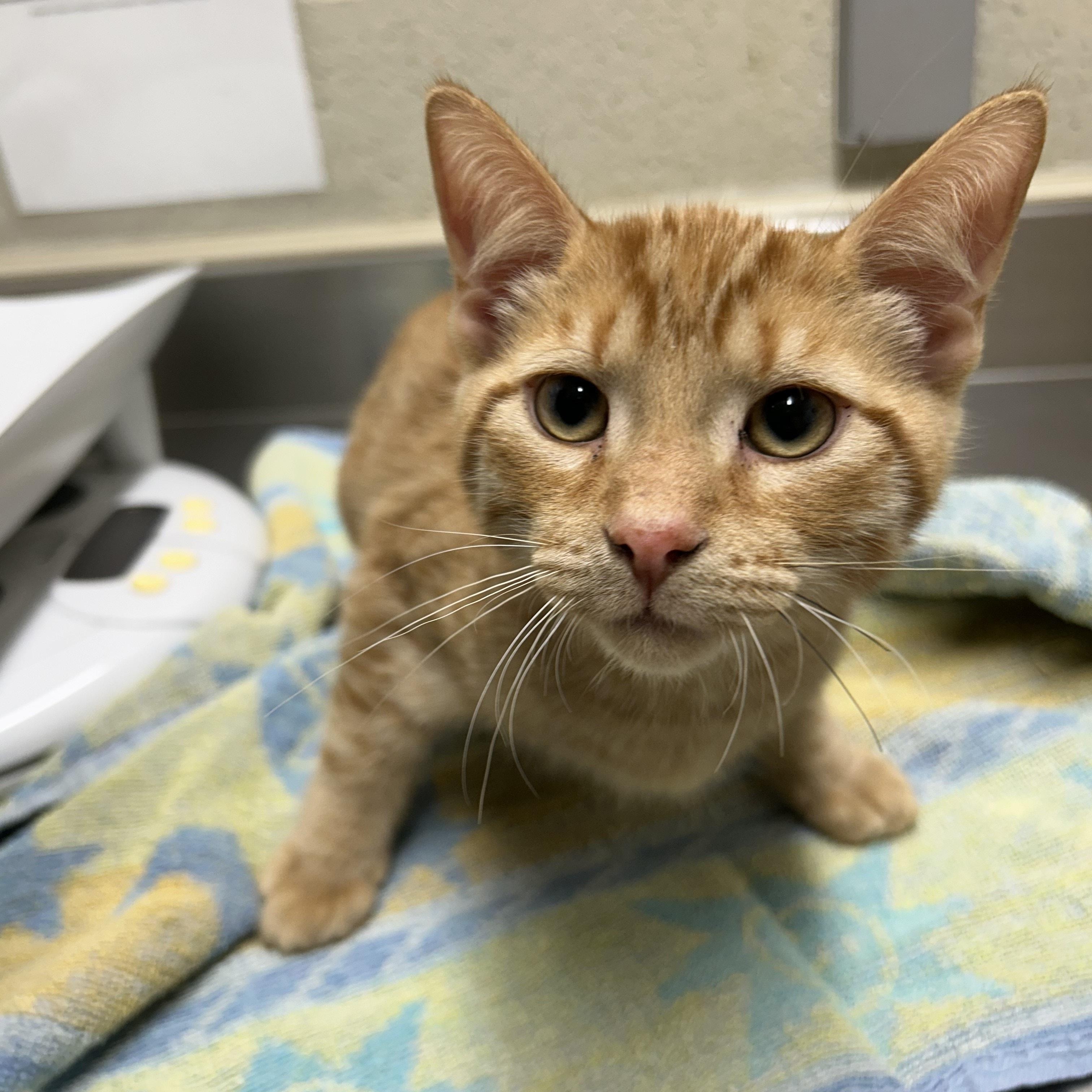 Enlarge Colin, an adopted Domestic Short Hair in Caledon, ON image 2/3