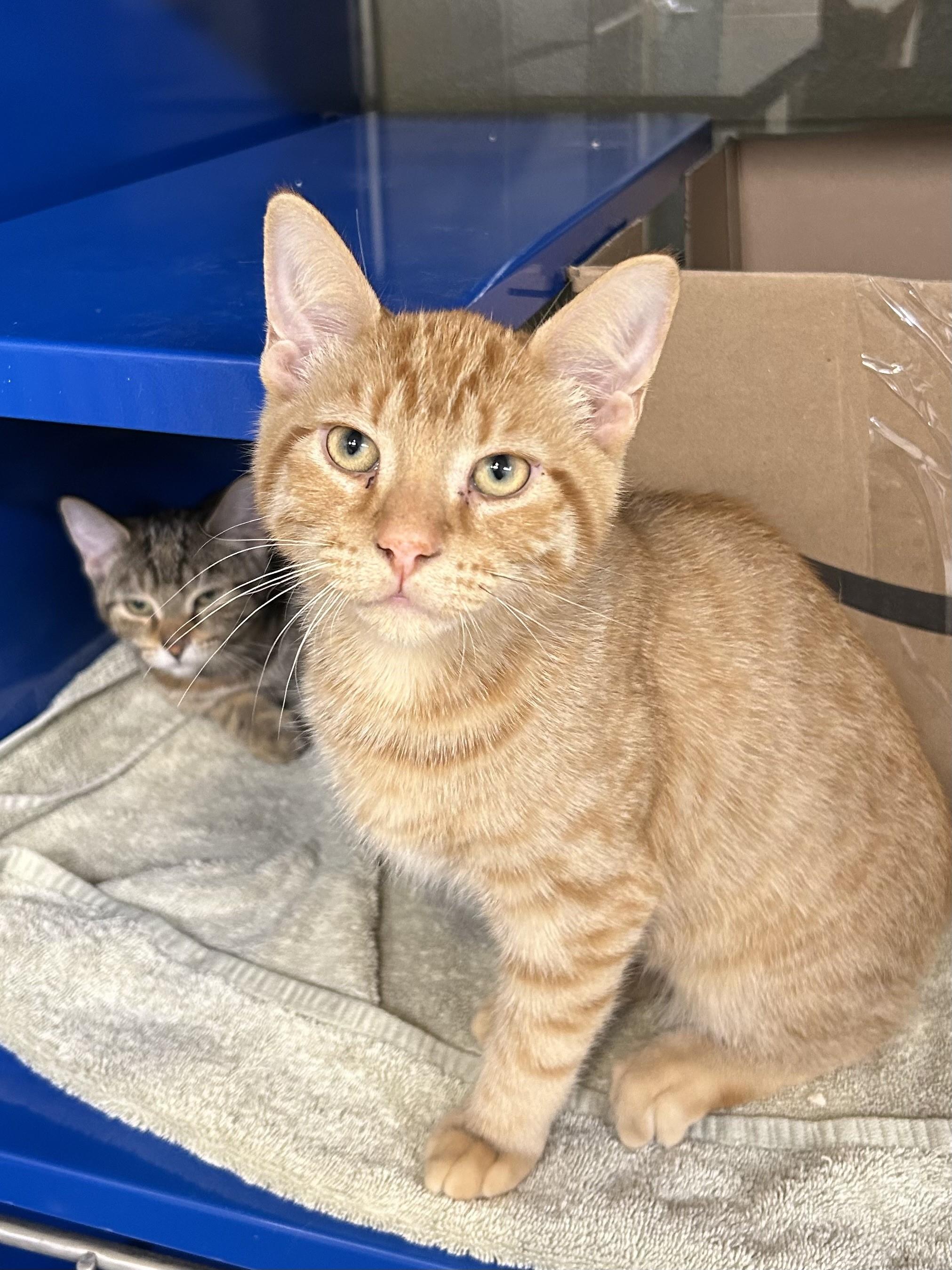 Colin, adopted, Kitten Male Domestic Short Hair.