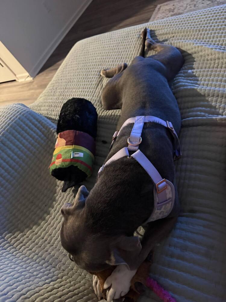 Wilmer, Adoptable, Adult Female Mixed Breed.