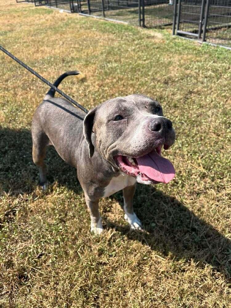 Wilmer, Adoptable, Adult Female Mixed Breed.