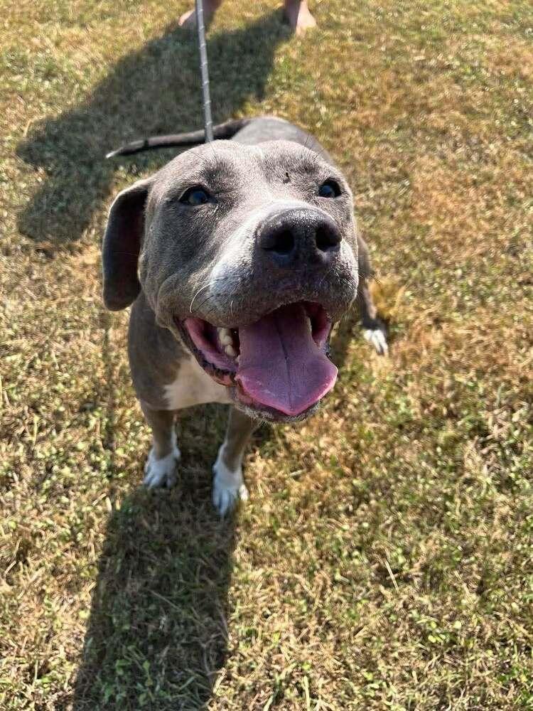Wilmer, a Adoptable mixed breed in Scott, LA image 2/5