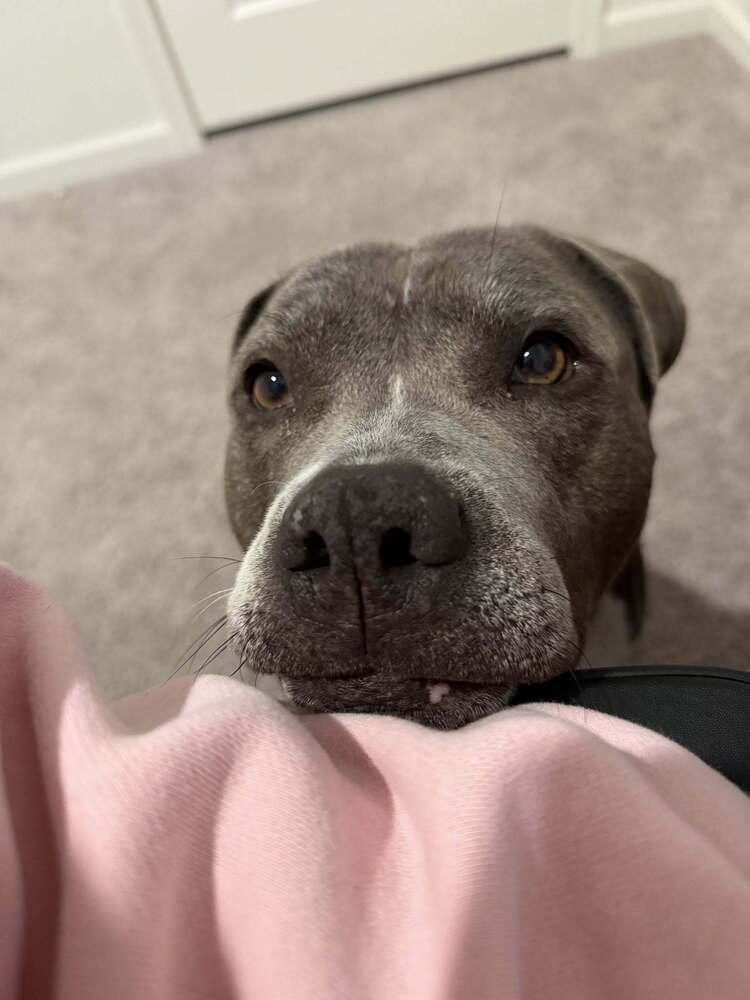 Enlarge Wilmer, a Adoptable mixed breed in Scott, LA image 3/6