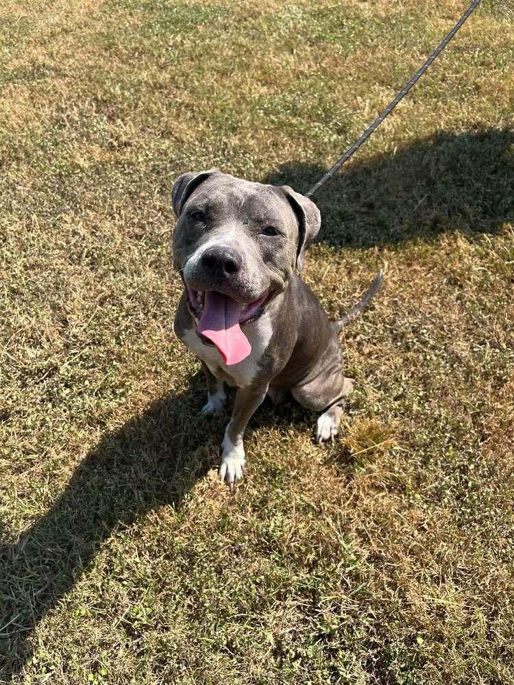 Wilmer, a Adoptable mixed breed in Scott, LA image 3/5