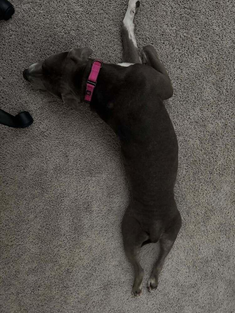 Enlarge Wilmer, a Adoptable mixed breed in Scott, LA image 5/6