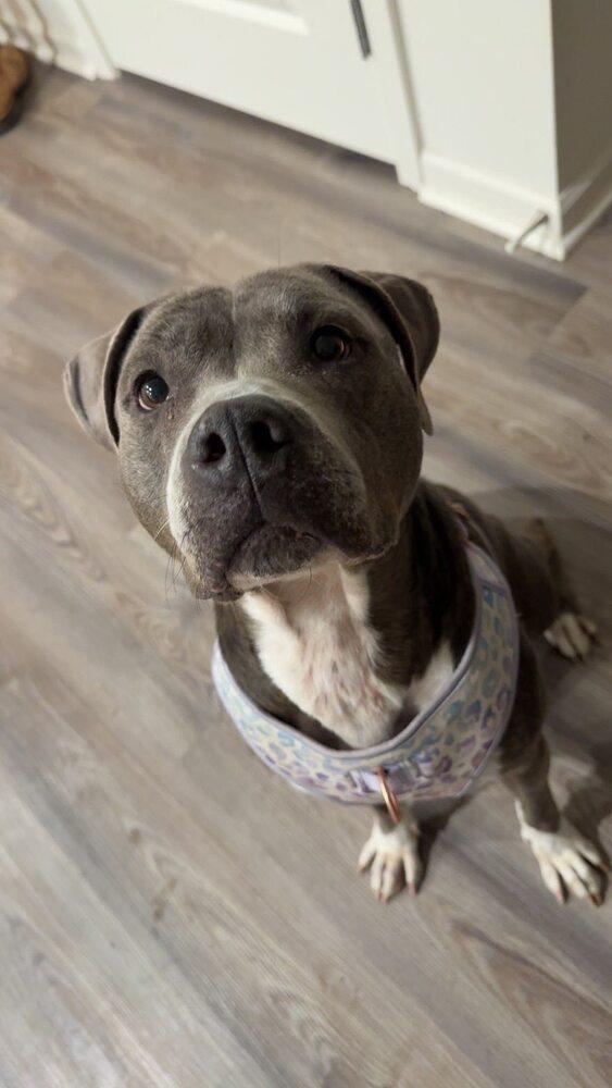 Enlarge Wilmer, a Adoptable mixed breed in Scott, LA image 6/6