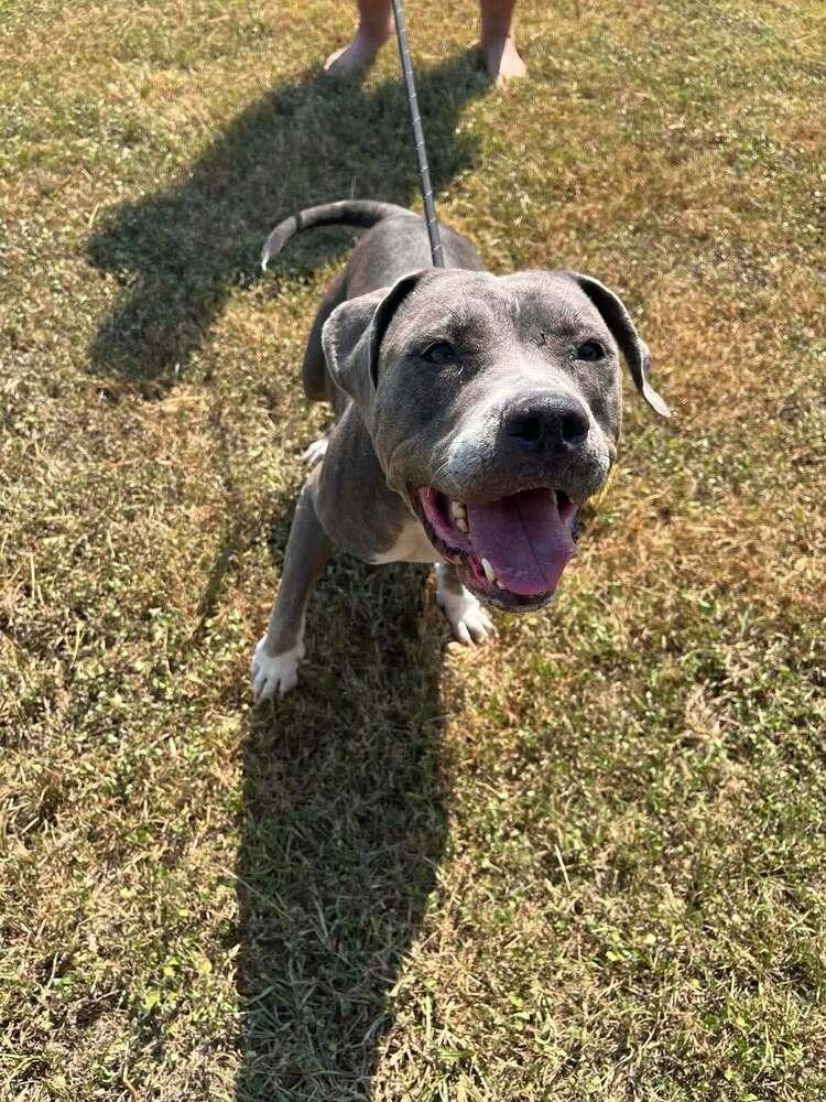 Wilmer, a Adoptable mixed breed in Scott, LA image 4/5