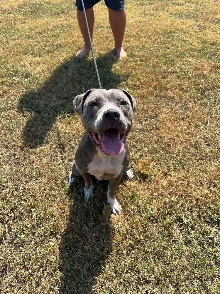 Wilmer, a Adoptable mixed breed in Scott, LA image 5/5