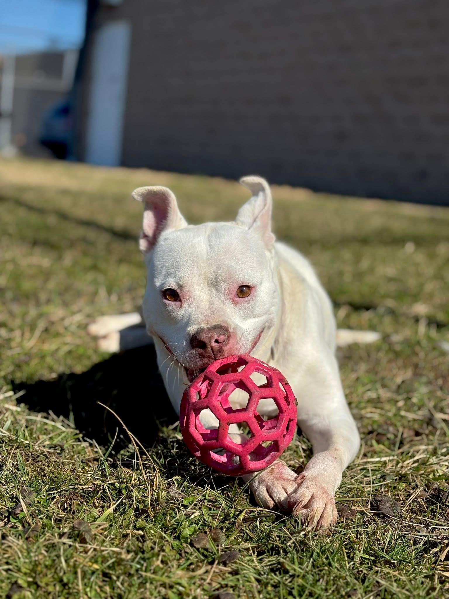 Iris, a ADOPTABLE mixed breed in Zanesville, OH image 2/4