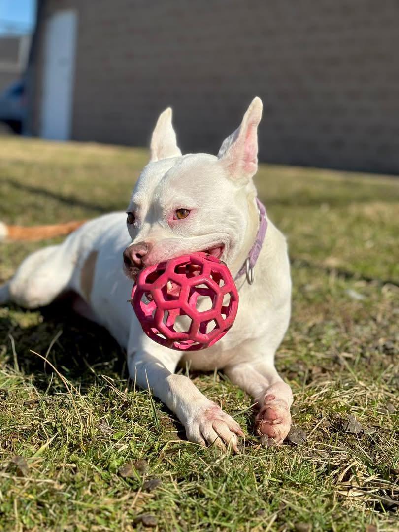 Iris, a ADOPTABLE mixed breed in Zanesville, OH image 3/4