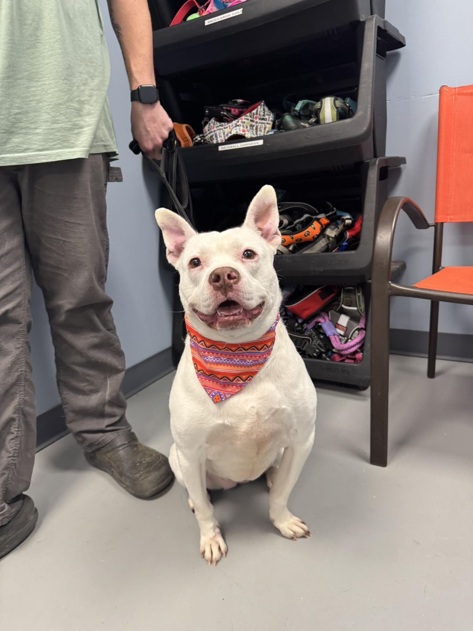 Iris, a ADOPTABLE mixed breed in Zanesville, OH image 1/4