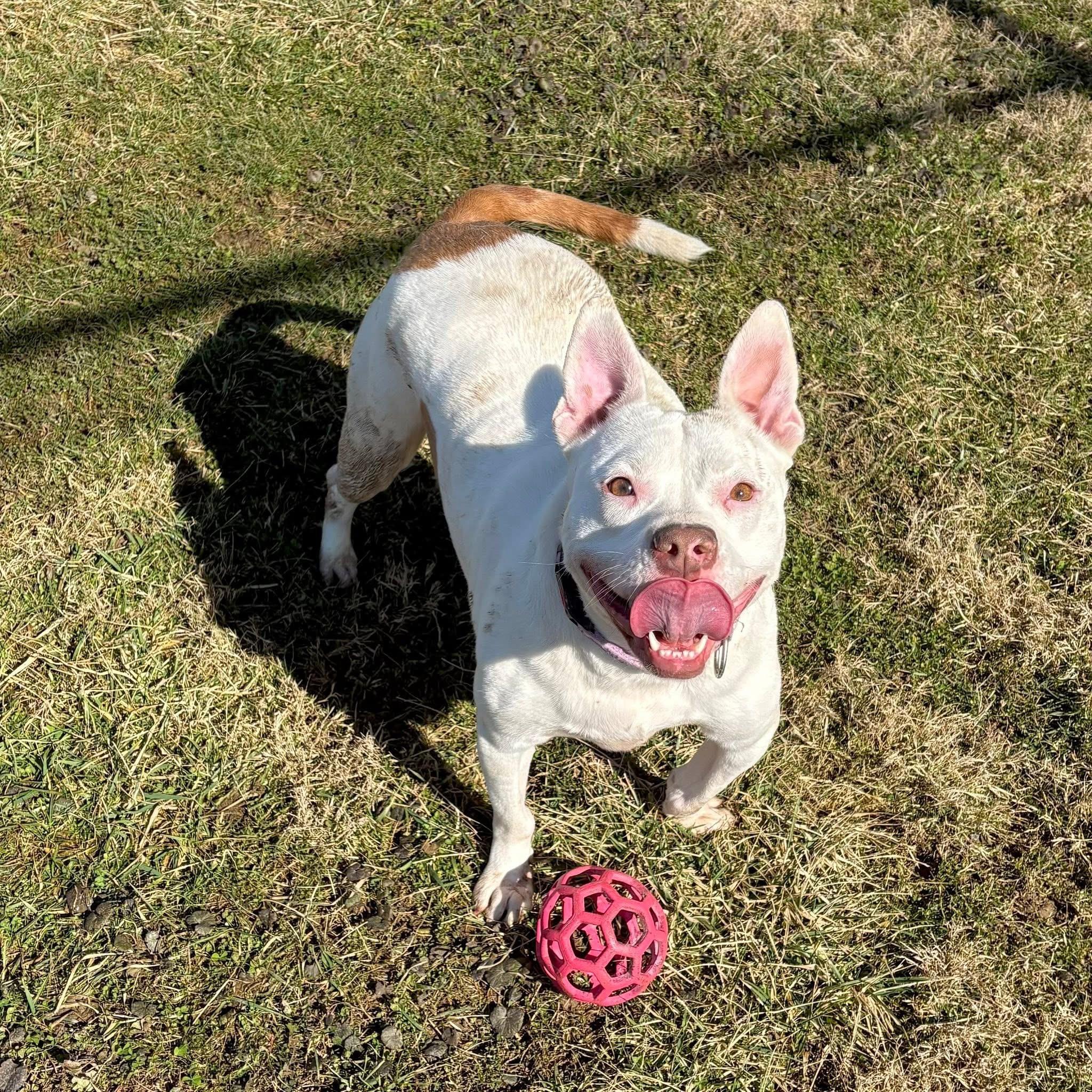 Iris, a ADOPTABLE mixed breed in Zanesville, OH image 4/4