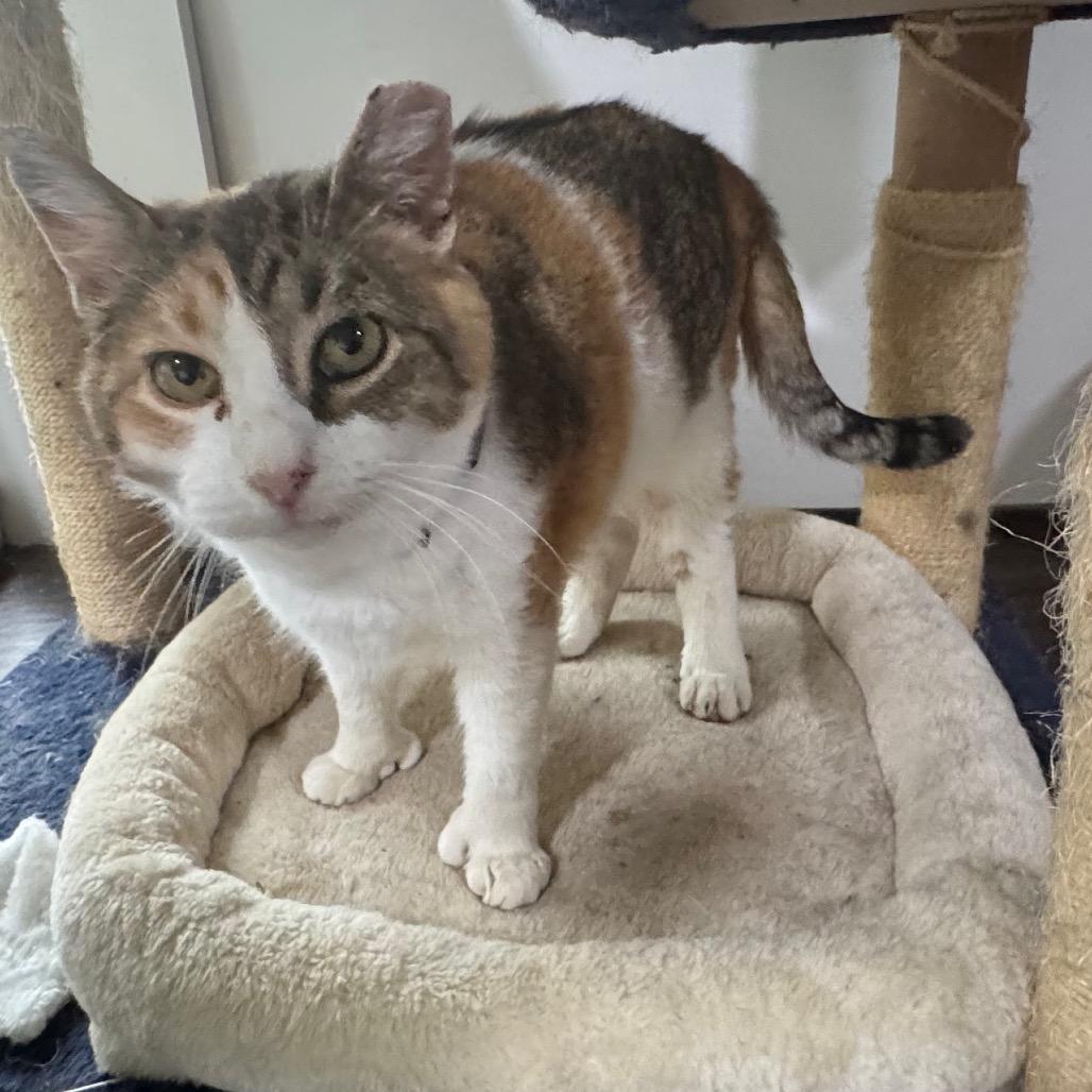 Mittens 9C25, Adoptable, Adult Female Domestic Short Hair & Domestic Short Hair.
