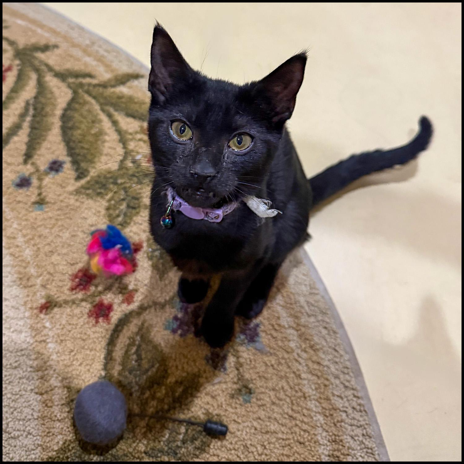 Enlarge Godiva, a ADOPTABLE mixed breed in Roswell, GA image 1/1