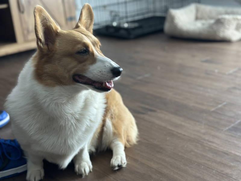 Enlarge Kiki, a Adoptable Corgi in Philadelphia, PA image 3/3