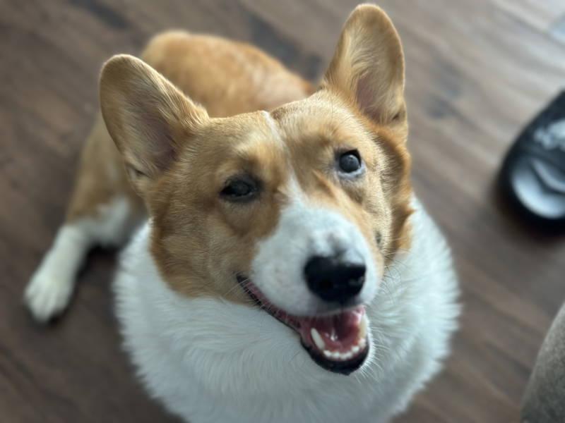 Enlarge Kiki, a Adoptable Corgi in Philadelphia, PA image 1/3