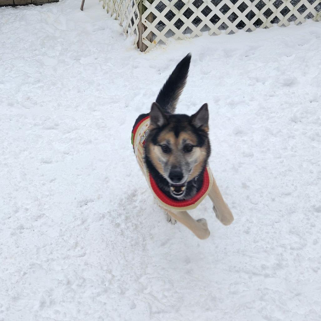 Rocky, Adoptable, Senior Male Mixed Breed.