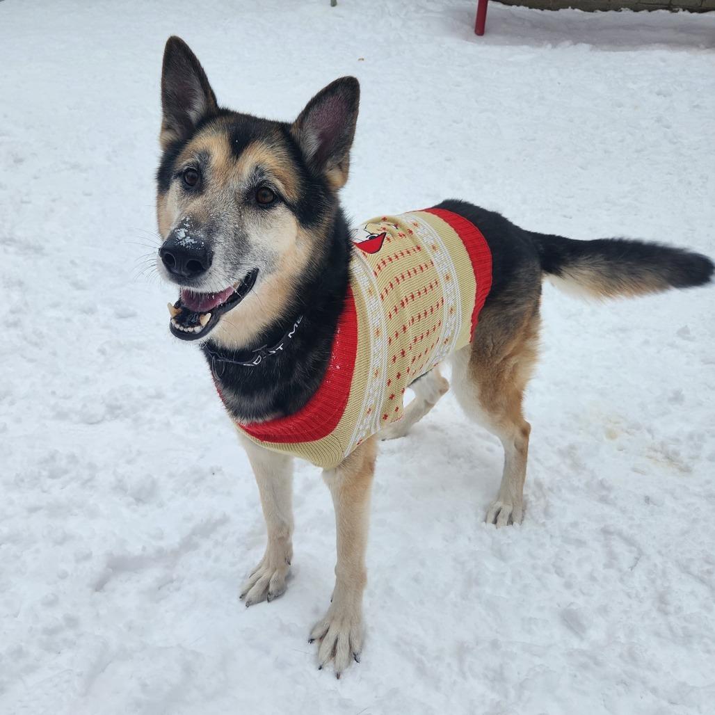 Enlarge Rocky, a Adoptable Mixed Breed in West Olive, MI image 2/6