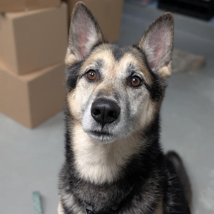 Enlarge Rocky, a Adoptable Mixed Breed in West Olive, MI image 3/6