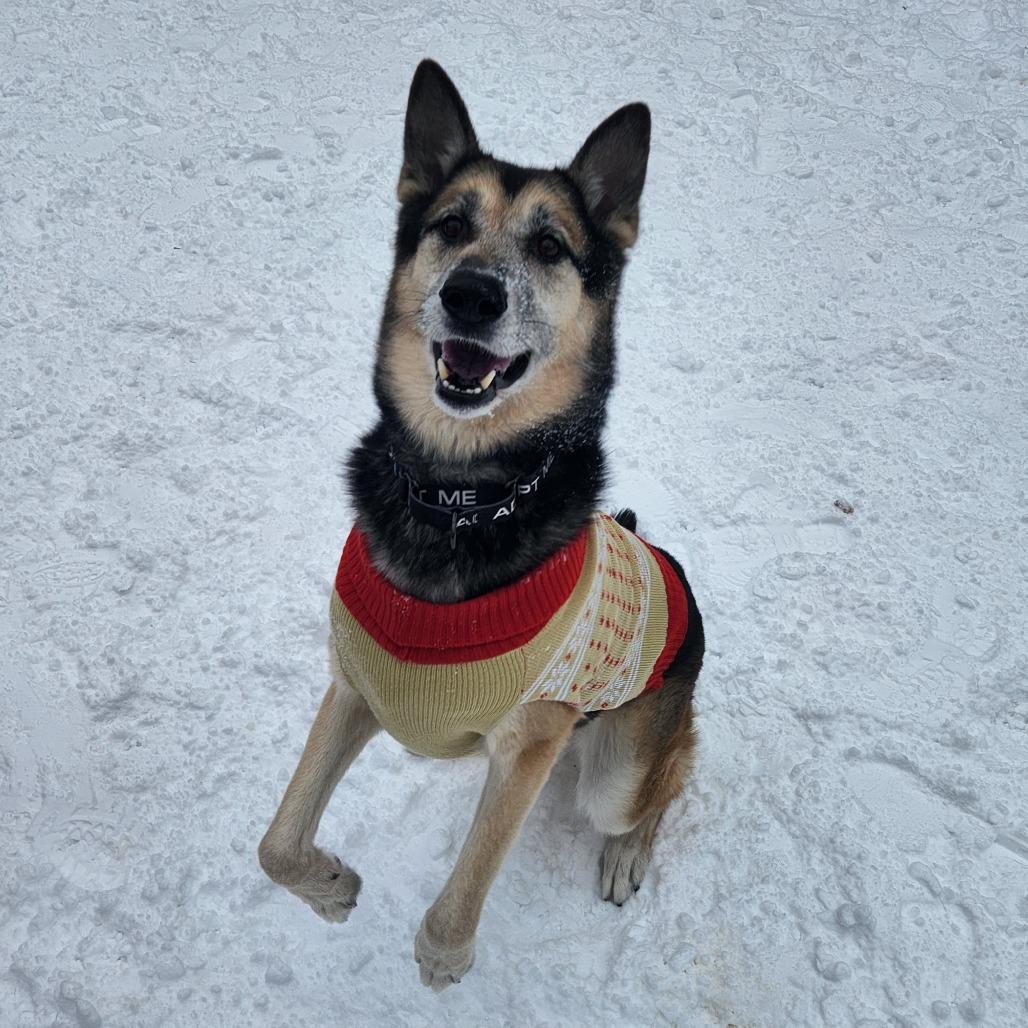 Enlarge Rocky, a Adoptable Mixed Breed in West Olive, MI image 4/6