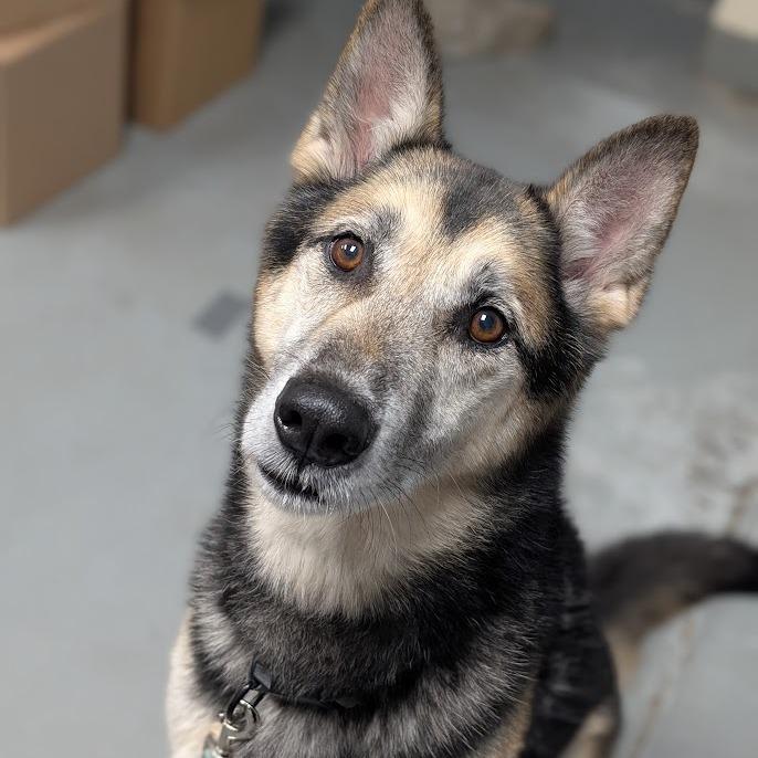 Enlarge Rocky, a Adoptable Mixed Breed in West Olive, MI image 5/6