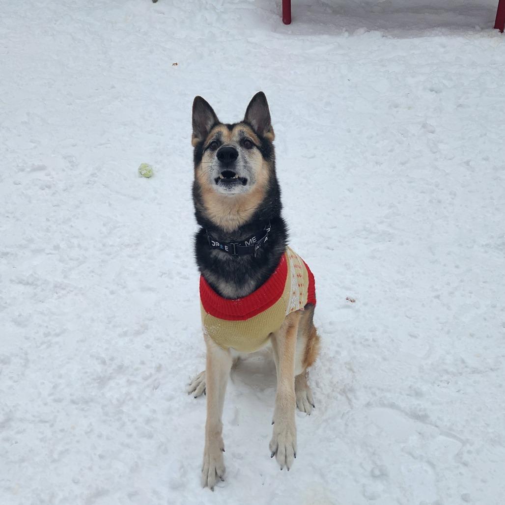 Enlarge Rocky, a Adoptable Mixed Breed in West Olive, MI image 6/6