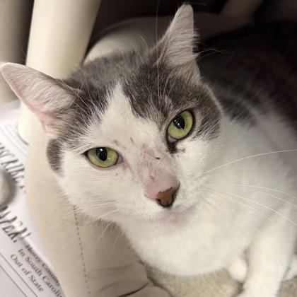 Taz, an adopted Domestic Short Hair in North Myrtle Beach, SC image 5/6