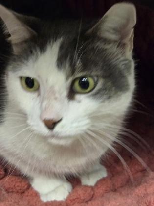 Taz, an adopted Domestic Short Hair in North Myrtle Beach, SC image 4/6