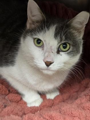 Taz, an adopted Domestic Short Hair in North Myrtle Beach, SC image 2/6